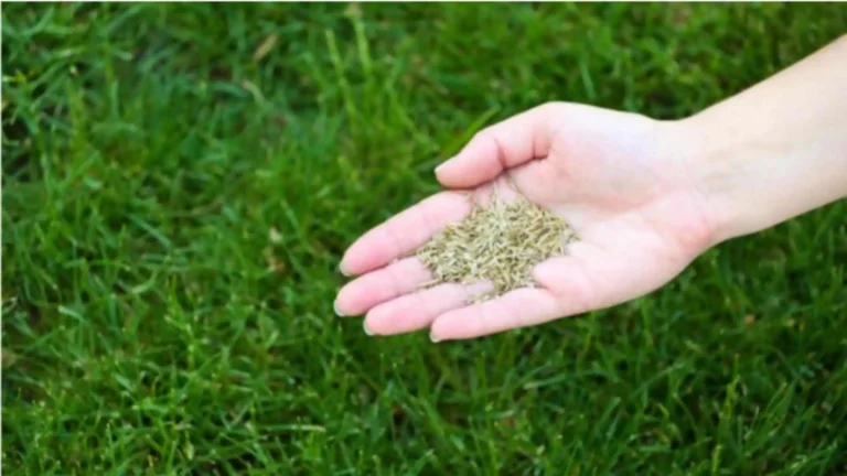 Does Grass Seed Go Bad and How to Ensure Optimal Viability?