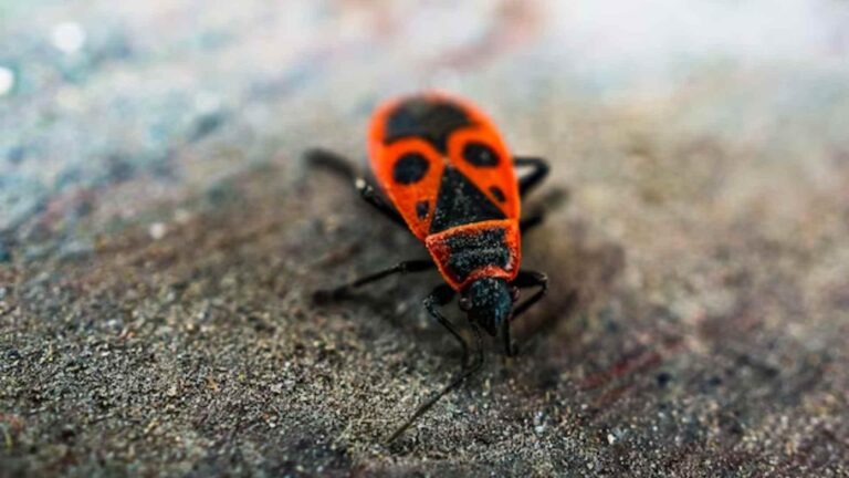How Does Baking Soda Kill Carpet Beetles? Best Method